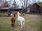 V brnnskm Lamacentru na Hdech chovaj lamy alpaky, ovce, kozy i krlky....