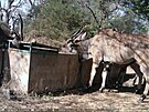 Rezervace Bandia a Fathala jsou pro �eské v�dce srde�ní zále�itostí: dnes u� se...