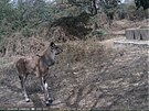 Te� �lenové organizace Antelope Conservation v�dí, �e se tu díky dat�m z...