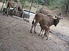 A �erstvé snímky z fotopastí prozradily, je je z �eho mít radost. Práce na...