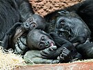 �Vstup do Zoo Praha b�hem váno�ních prázdnin za sto korun pro v�echny, a� u�...