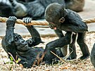 Nejvýznamn�j�í leto�ní odchovy i zcela nový p�ír�stek p�edstavila Zoo Praha na...
