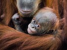 Same�ek orangutana sumaterského Harapan se narodil 2. kv�tna 2024. A v�zte, �e...