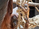 Kdy� se Harapan narodil, byla celá zoo napjatá, jak si prvorodi�ka Diri poradí....