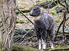 Setkat se s goralem se�uánským v zoo je raritou, o to v�t�í pak n�kde spat�it...
