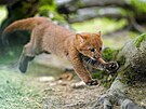 Kocourek jaguarundi je navzdory své men�í velikosti blízkým p�íbuzným pumy. Zoo...
