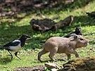Zoo Praha se chovu kapybar vrátila po 11 letech a nov� p�íchozí pár pojmenovaný...