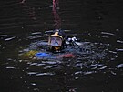 V prask ulici Roztock zasahovali hasii u potopen lodi ve Vltav. (10....