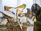 Pomoc chovatel� nesou dosp�l� v kolonii nelib�. �to�� na n� ostr�mi zob�ky....