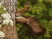 Milko Marchetti - Stuck squirrel (Uvízlá veverka)