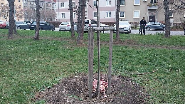 Pardubit strnci likvidovali pohozen maso v ulici U Marka.