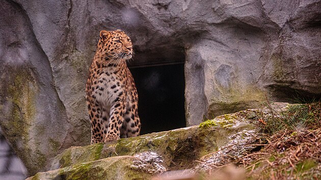 Nvtvnci olomouck zoologick zahrady si u mohou ve vbhu prohldnout novou samici levharta manduskho.