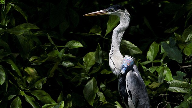 Veterin��i zachr�nili volavku, kter� na se na krku zasekl plastov� kel�mek