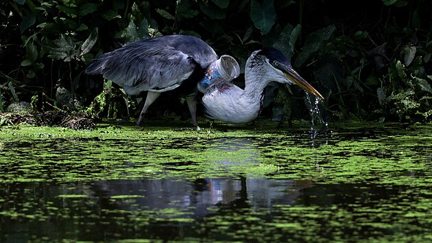 Veterin��i zachr�nili volavku, kter� na se na krku zasekl plastov� kel�mek