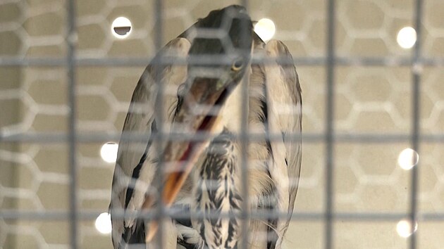 Veterin��i zachr�nili volavku, kter� na se na krku zasekl plastov� kel�mek