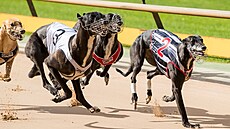 Dostihy chrt� na Novém Zélandu