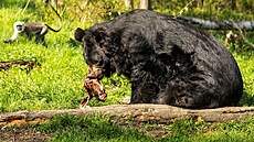 M�dv�d u�atý Jirka se po t�inácti letech p�esunul ze zámeckého p�íkopu na...