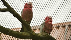 V zim� mohou náv�t�vníci jihlavské zoologické zahrady obdivovat i tyto dva nové...