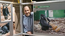 Gorilí sami�ka Moja oslavila v pátek 13. prosince dvacáté narozeniny. V pra�ské...