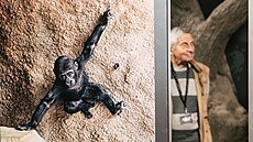 Gorilí sami�ka Moja oslavila v pátek 13. prosince dvacáté narozeniny. V pra�ské...