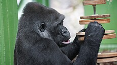 Moja, která se narodila 13. prosince 2004 v Zoo Praha jako první gorila u nás,...