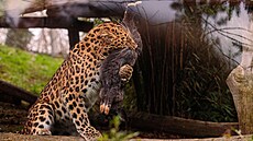 Nová samice levharta mand�uského oslavila v olomoucké zoologické zahrad� konec...