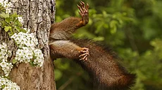 Milko Marchetti with �Stuck squirrel� - �Uvízlá veverka�