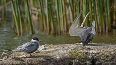 Damyan Petkov with �Whiskered Tern crash on landing� - �Rybák p�i p�istání�