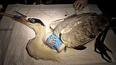 Veteriná�i zachránili volavku, které na se na krku zasekl plastový kelímek.