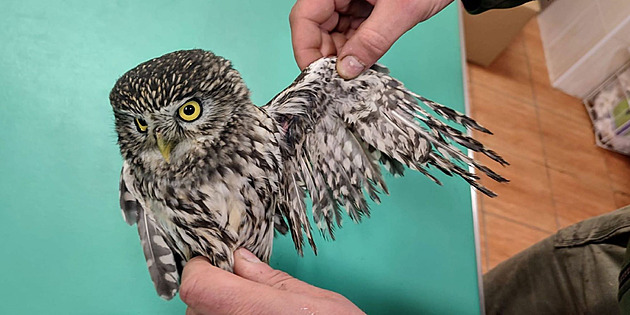 Sý�ek obecný v pé�i barto�ovických ochránc� p�írody (20. prosince 2024)