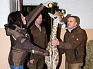 Ven a men irafho mldte v olomouck zoologick zahrad. (20. prosince...
