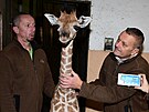 Ven a men irafho mldte v olomouck zoologick zahrad. (20. prosince...