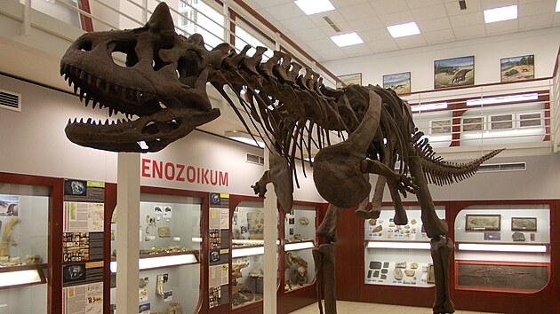 Drav� dinosaurus rodu Carnotaurus �il v dob� p�ed 70 miliony let. Jeho kostru naleznete i v Praze