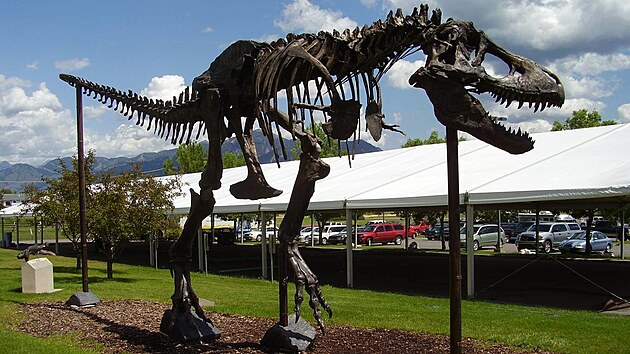 Kostra tyranosaura, jednoho z nejpopul�rn�j��ch dinosaur� a prav�k�ch zv��at v�bec