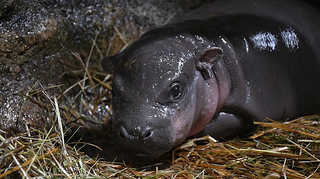 Hro��ky chov� jihlavsk� zoo od roku 1987. Za tu dobu se zde narodilo �est ml��at.