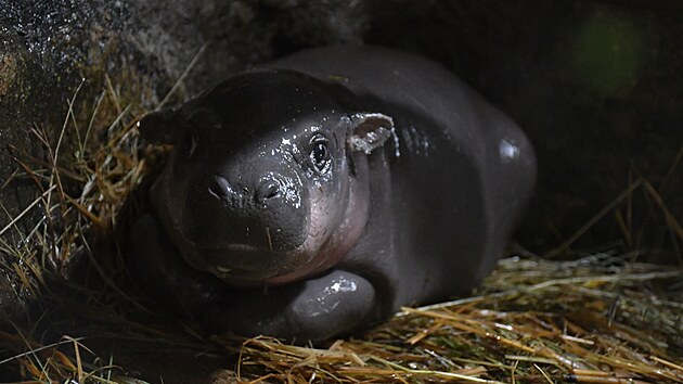 Hro��ky chov� jihlavsk� zoo od roku 1987. Za tu dobu se zde narodilo �est ml��at.