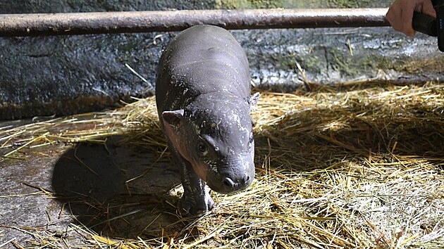 Hroky chov jihlavsk zoo od roku 1987. Za tu dobu se zde narodilo est mlat.