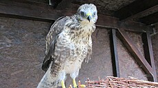 Kán� Lojza se vrací na záchrannou stanici, aby si vy�ebralo n�co k jídlu.