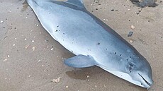 Mrtví delfíni vyvrení moem, které kontaminovala havárie tanker v Kerském...