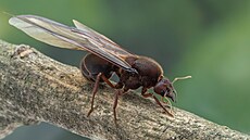 Královna mexického mravence Atta mexicana (18. ledna 2024)