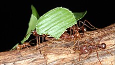 Mravenci Atta mexicana