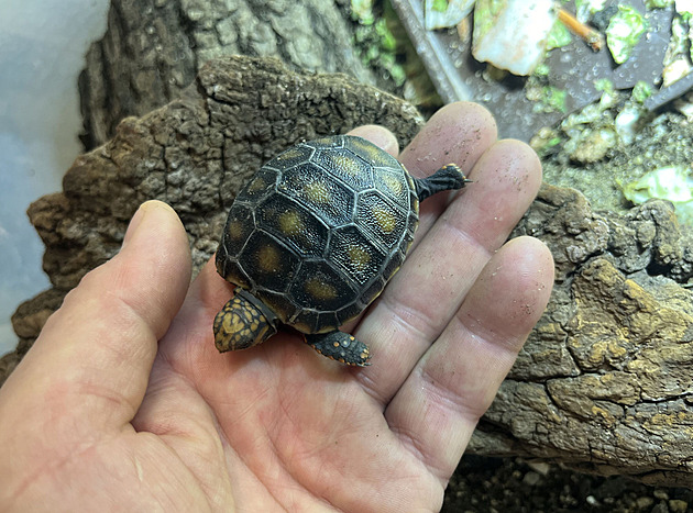 Brn�nská zoo odchovala ji� p�es stovku �elv uhlí�ských a pat�í tak v po�tu...
