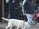 Herec Kevin Costner nikdy nenechává svého psa doma. Bere ho pravideln� i na...