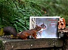 Záchrana p�vodních veverek (Sciurus vulgaris) rezonuje celou spole�ností a je...