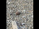 Ru�n� gran�t, nalezen� na pl�i Brn�nsk� p�ehrady. (prosinec 2024)