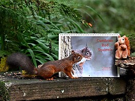 Záchrana p�vodních veverek (Sciurus vulgaris) rezonuje celou spole�ností a je...