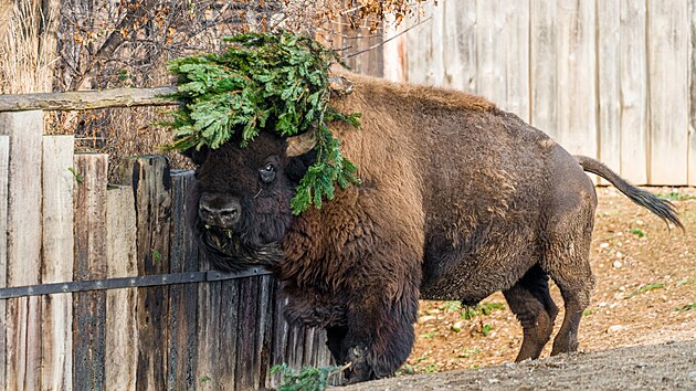 Ve v�t�in� zoologick�ch zahrad si te� n�kter� druhy zv��at pochutn�vaj� na v�no�n�ch stromc�ch. Pro slony, bizony �i dikobrazy v pra�sk� zahrad� jsou neprodan� jehli�nany nejen pochoutkou, ale i p��le�itost� k z�bav�. Pohraj� si s nimi i tamn� zlat� pras�tka, �t�tkouni afri�t� z Rezervace Dja, a dal�� druhy savc� �i pt�k�.