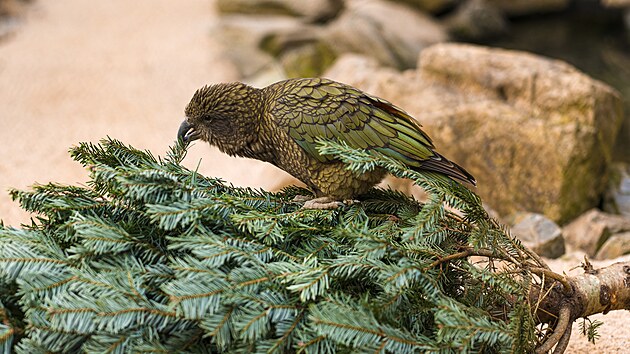 Ve v�t�in� zoologick�ch zahrad si te� n�kter� druhy zv��at pochutn�vaj� na v�no�n�ch stromc�ch. Pro slony, bizony �i dikobrazy v pra�sk� zahrad� jsou neprodan� jehli�nany nejen pochoutkou, ale i p��le�itost� k z�bav�. Pohraj� si s nimi i tamn� zlat� pras�tka, �t�tkouni afri�t� z Rezervace Dja, a dal�� druhy savc� �i pt�k�.