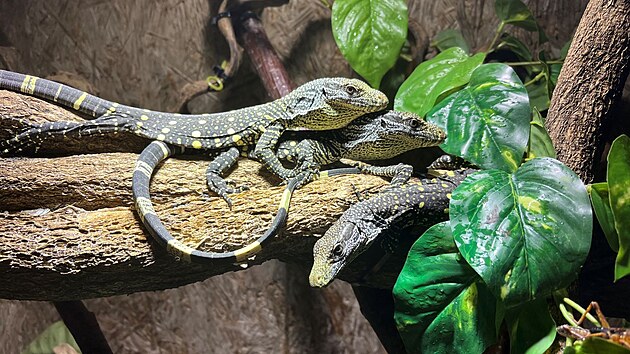 K vz�cn�m ml��at�m, kter� letos p�ibyla v Zoo Ostrava, pat�� krom� �impanze...