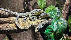 K vzácným mláatm, která letos pibyla v Zoo Ostrava, patí krom impanze...